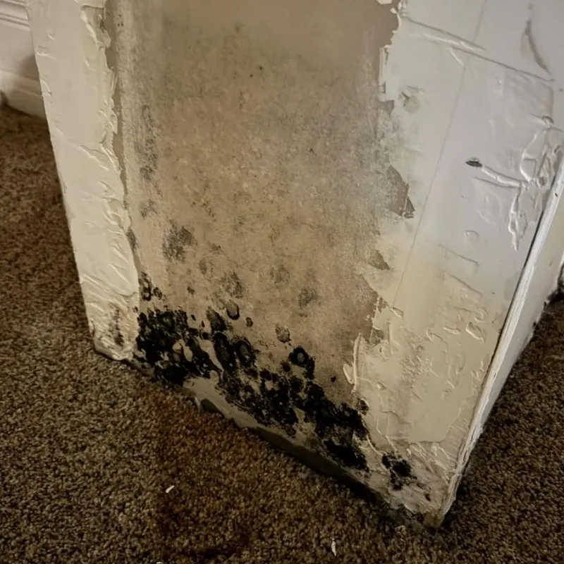 Professional Mold Removal in Cahokia, IL